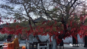 ★★★★觉华岛景点-千年菩提树